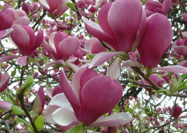 Magnolien Grandiflora