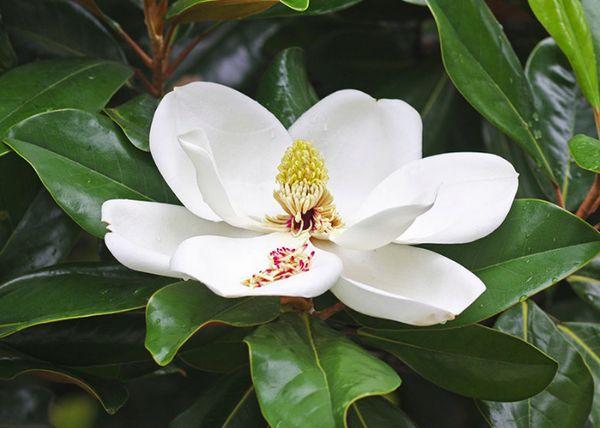 Magnolie Großblättrig
