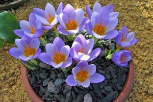 Wie Krokuszwang zu Hause für das neue Jahr und den 8. März durchgeführt wird