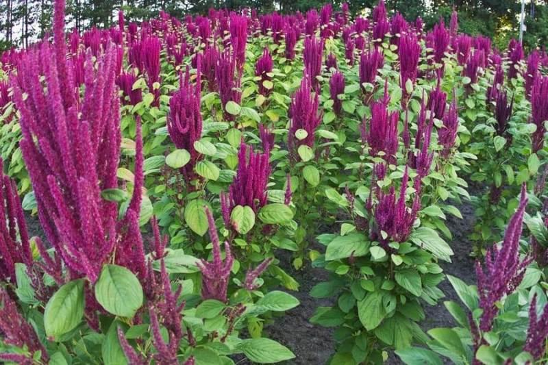 Amaranth nützliche medizinische Eigenschaften