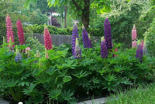lupin dans les parterres de fleurs
