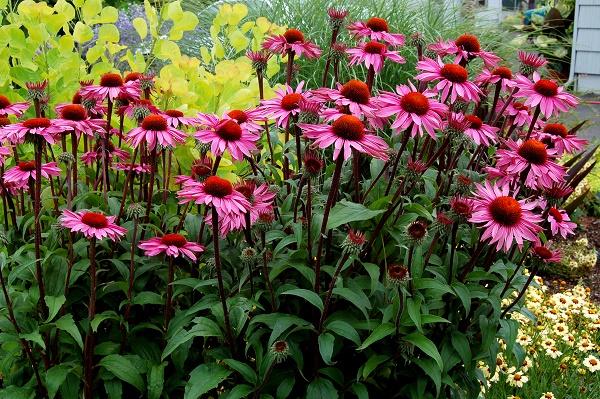 Echinacea variety