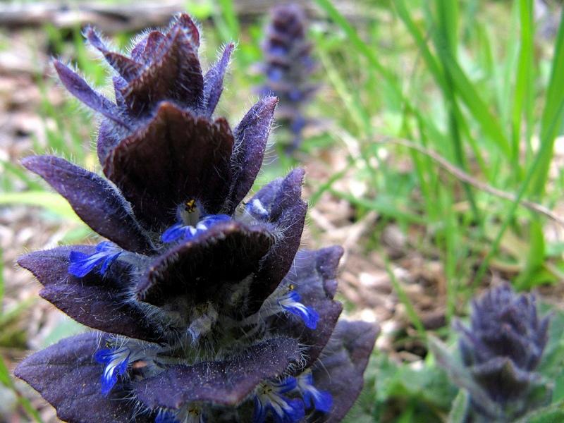 pyramidenförmig hartnäckig