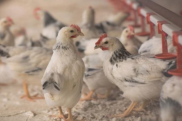  unprätentiöse Vögel