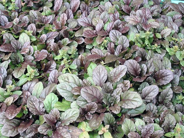 Artik Schnee hartnäckig