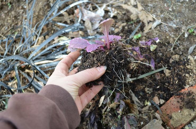 hartnäckig pflanzen