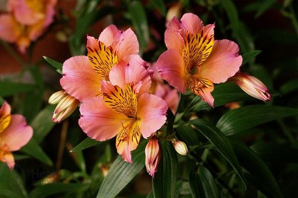 Peruanische Alstroemeria