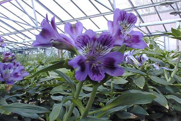 in einem Gewächshaus wachsen