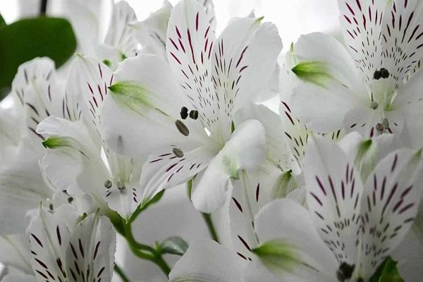 weiße Alstroemeria