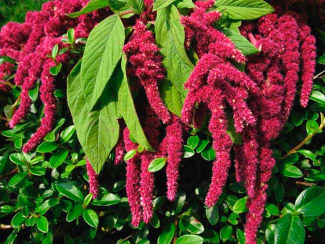 Amaranth unglaublich