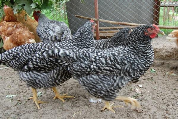 productivité des oiseaux