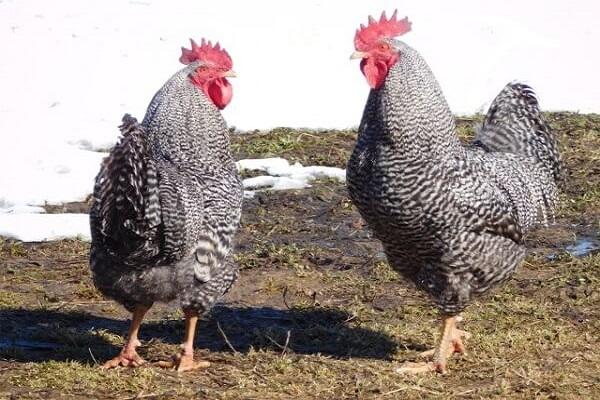 oiseaux en promenade