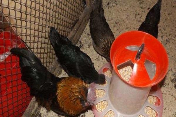 point de restauration