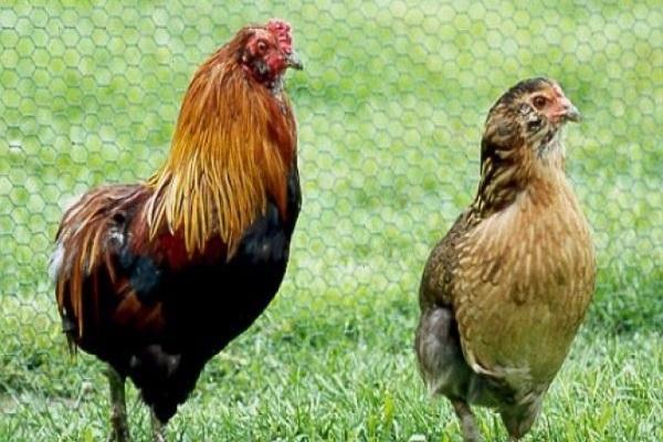 race de poulets