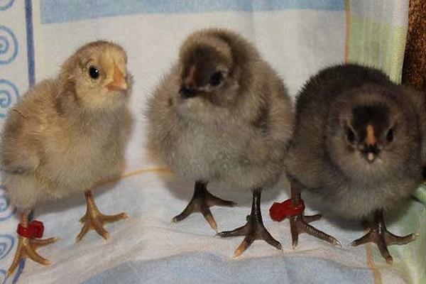 petits poussins