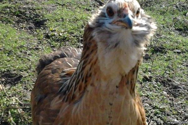 productivité de la viande