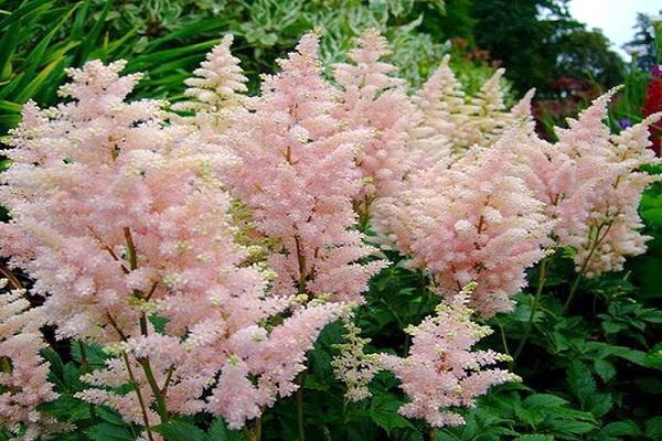 externe Beschreibung