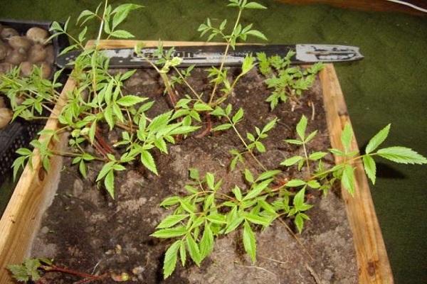 Blumentransplantation