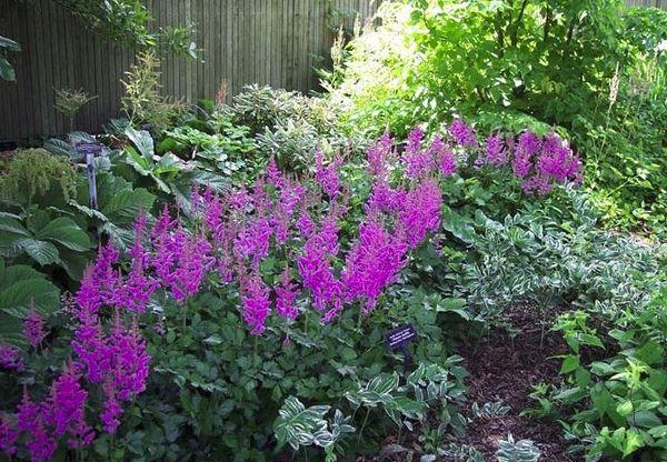 fleurs dans le jardin