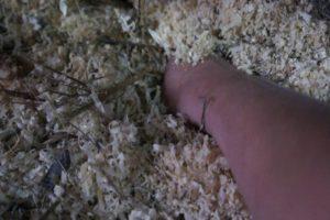 Organiser et prendre soin des bactéries pour la litière dans un poulailler de vos propres mains