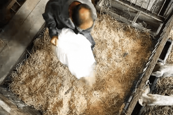 bio-litière est posée