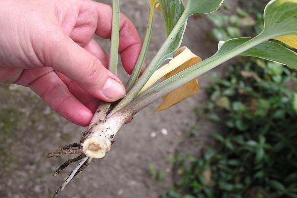 root rot