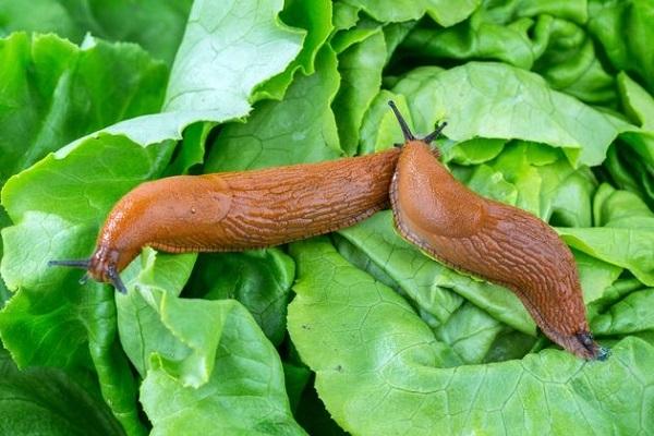 slugs on the leaves