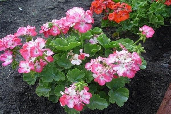 Pelargonie im Garten