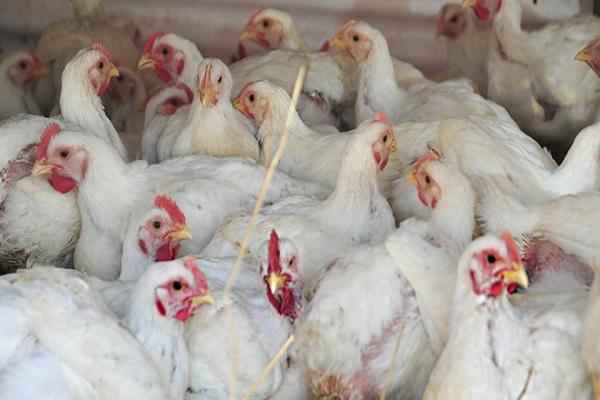 junges Geflügelstall