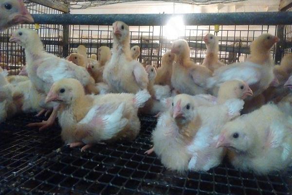 in einem Käfig wachsen