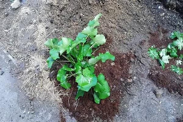 Transplantation im Garten