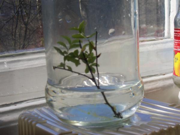 Reproduktion von Jasmin