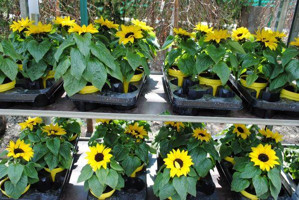 Sonnenblumensprossen