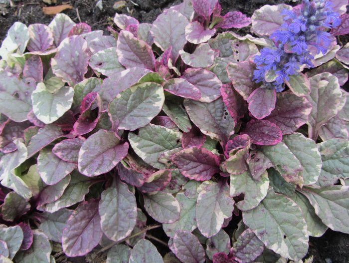 irgendwie hartnäckig