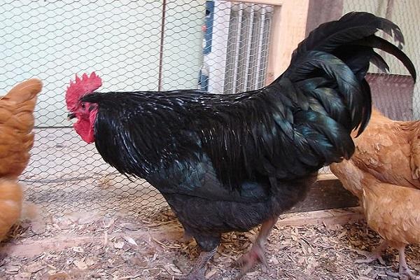 Fettleibigkeit von Geflügel