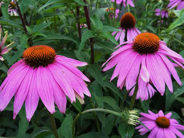 echinacea flowers