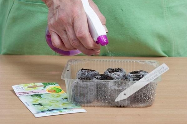 für Setzlinge wachsen