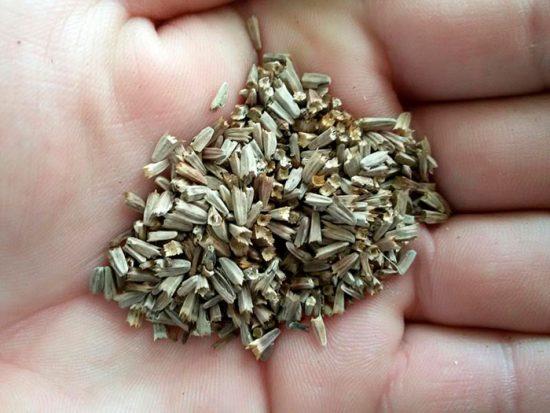 echinacea seeds
