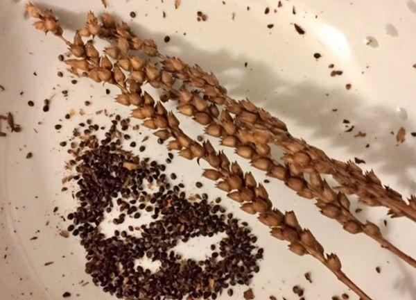 graines de physostegia