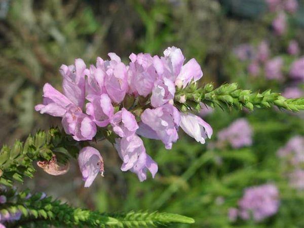 Physostegia lilas