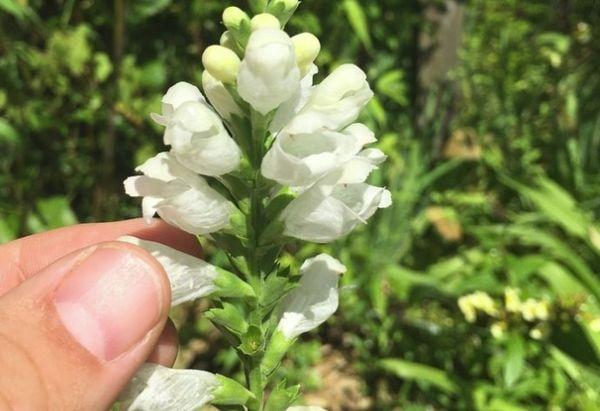 Atterrissage de Physostegia