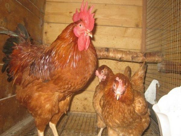 poulets qui marchent