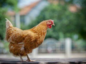 Caractéristiques et description de la race de poulet Foxy Chick, règles de garde et d'élevage
