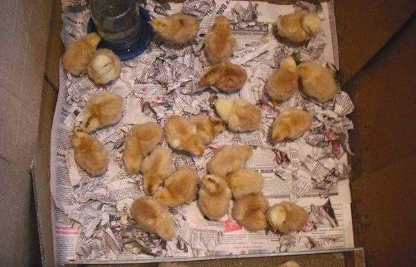 Alimentation des poussins