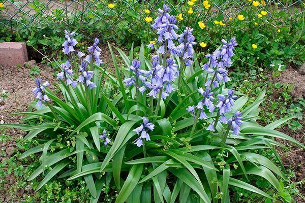 Buisson Hyacintoides