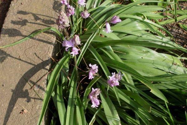 Hyacintoides dans le pays