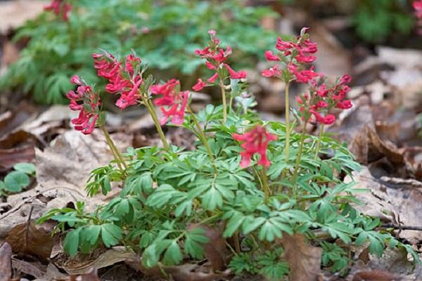 Corydalis bloom