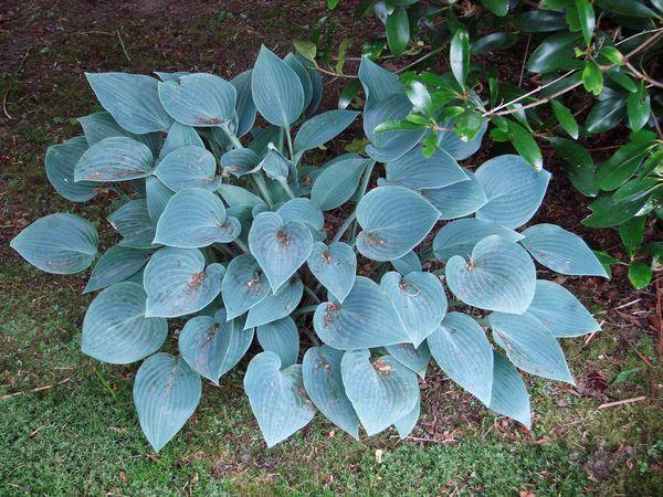 Cadet bleu dans le jardin