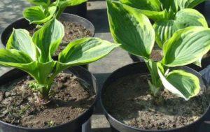 Fortpflanzung von Wirten durch Teilen eines Busches oder von Samen, wie und wann das Verfahren durchzuführen ist