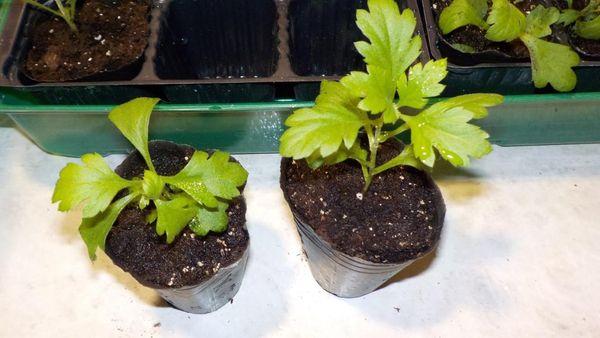 seedlings in pots